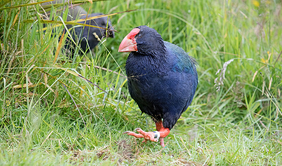 Takahē (Porphyrio hochstetteri)