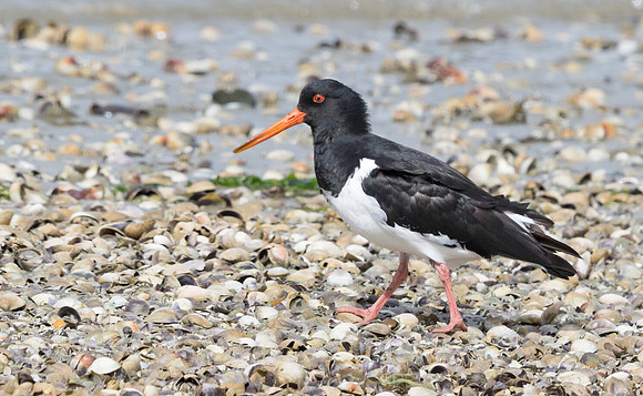 South Island oystercatcher (Haematopus finschi)