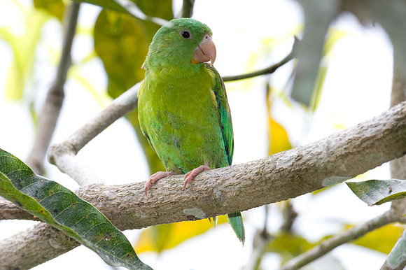 Orange-chinned Parakeet (Brotogeris jugularis) also known as Tovi Parakeet