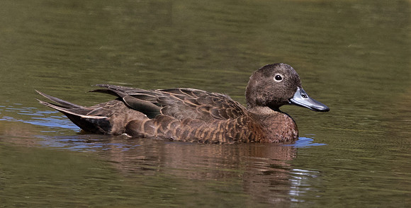 Brown teal or Pakete (Anas chlorotis)