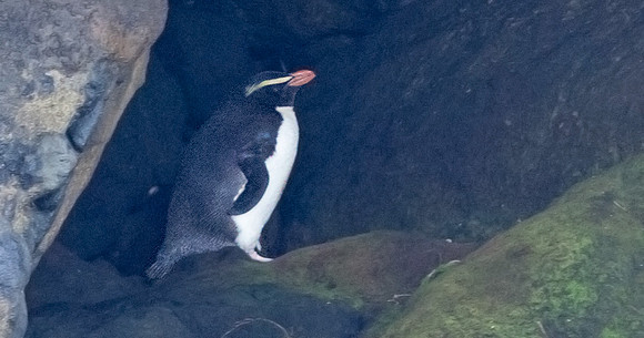 Fiordland crested penguin or Tawaki (Eudyptes pachyrhynchus)