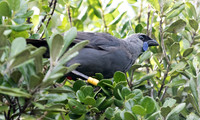 North Island kōkako (Callaeas wilsoni)