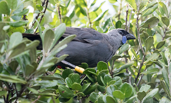 North Island kōkako (Callaeas wilsoni)