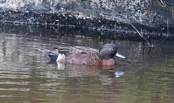 Brown teal (Anas chlorotis)