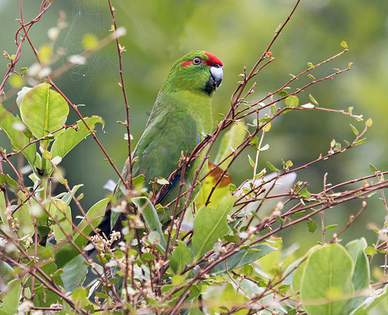 Red-crowned parakeet (Cyanoramphus novaezelandiae)