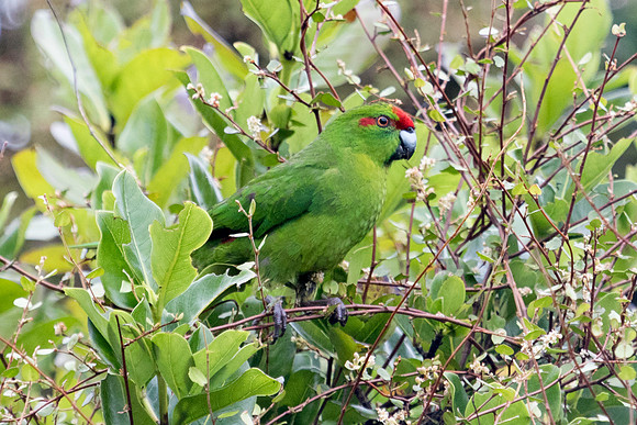 Red-crowned parakeet (Cyanoramphus novaezelandiae)