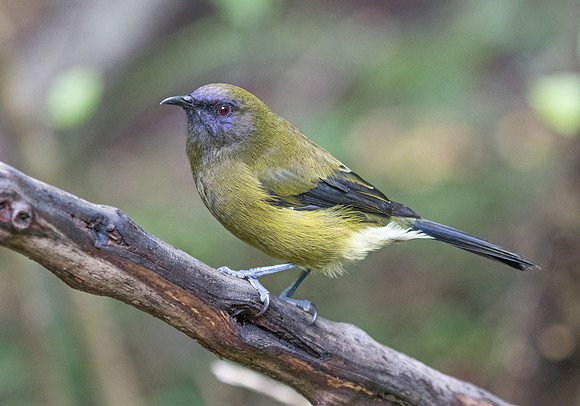 New Zealand bellbird (Anthornis melanura)
