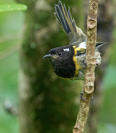 Stitchbird or hihi (Notiomystis cincta) Male