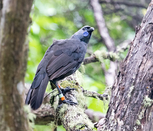 North Island kōkako (Callaeas wilsoni)
