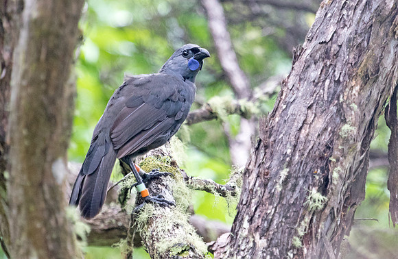 North Island kōkako (Callaeas wilsoni)