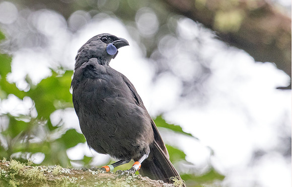 North Island kōkako (Callaeas wilsoni)