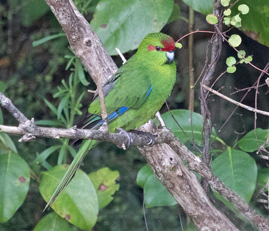 Red-crowned parakeet (Cyanoramphus novaezelandiae)