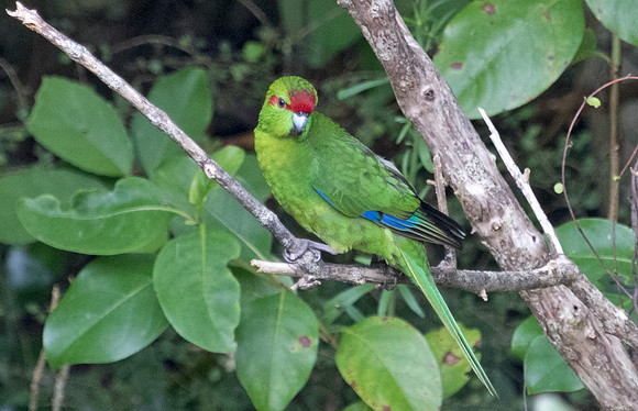 Red-crowned parakeet (Cyanoramphus novaezelandiae)