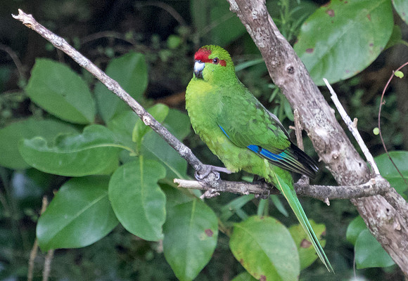 Red-crowned parakeet (Cyanoramphus novaezelandiae)