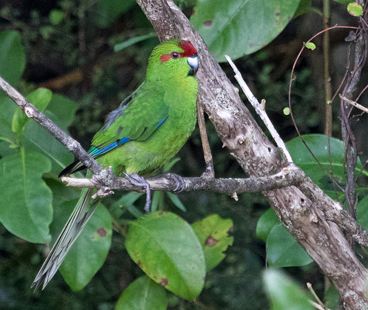 Red-crowned parakeet (Cyanoramphus novaezelandiae)