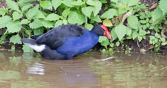Australasian swamphen (Porphyrio melanotus)