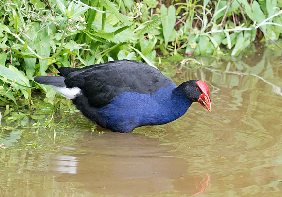 Australasian swamphen (Porphyrio melanotus)