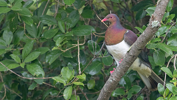 New Zealand pigeon or kererū (Hemiphaga novaeseelandiae)