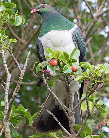 New Zealand pigeon or kererū (Hemiphaga novaeseelandiae)