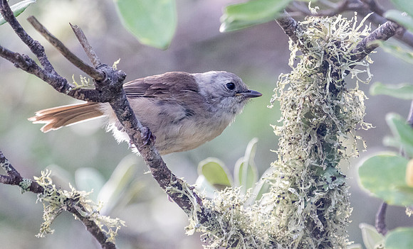 Whitehead or pōpokotea (Mohoua albicilla)