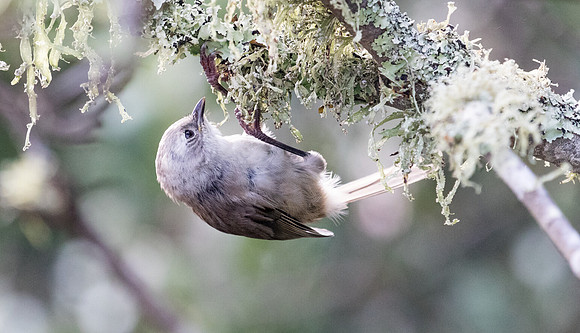 Whitehead or pōpokotea (Mohoua albicilla)