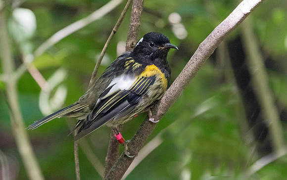Stitchbird or hihi (Notiomystis cincta) Male
