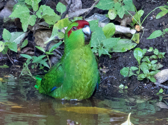 Red-crowned parakeet (Cyanoramphus novaezelandiae)