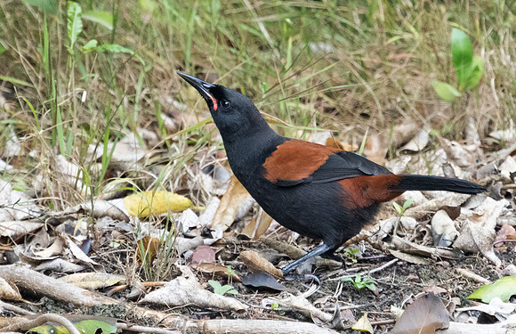North Island saddleback (Philesturnus rufusater)