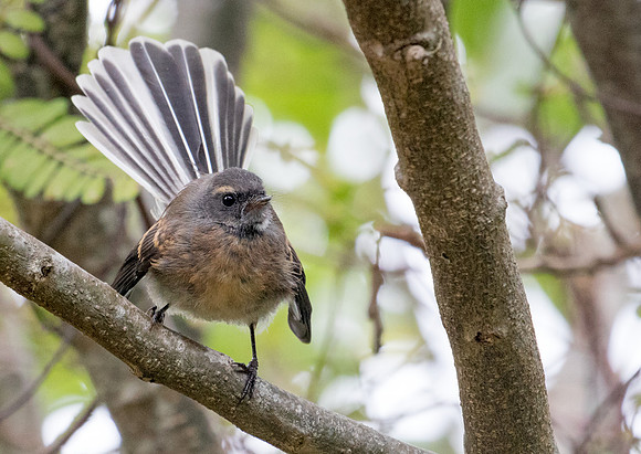 New Zealand fantail (Rhipidura fuliginosa)