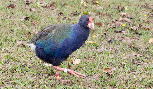 South Island takahē, notornis, or takahē (Porphyrio hochstetteri)