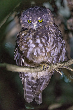 Morepork or Māori name of Ruru (Ninox novaeseelandiae)