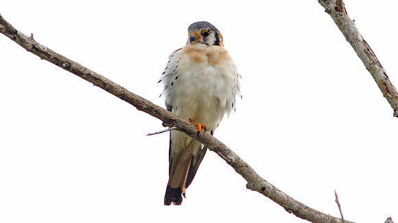 American Kestrel (Falco sparverius)