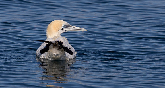 Australasian gannet (Morus serrator or Sula bassana)