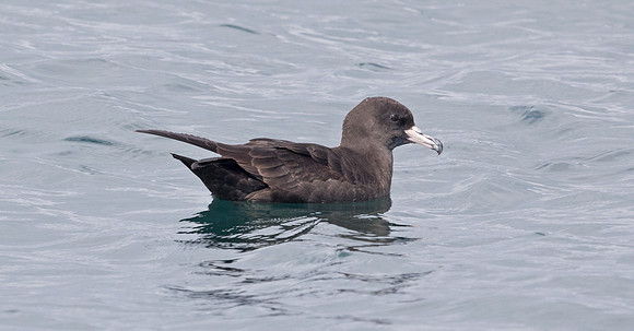 Black petrel (Procellaria parkinsoni)