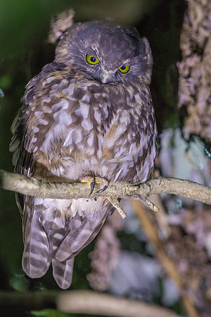 Morepork or Māori name of Ruru (Ninox novaeseelandiae)