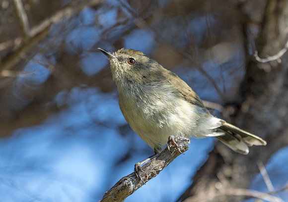 Grey warbler or riroriro (Gerygone igata)