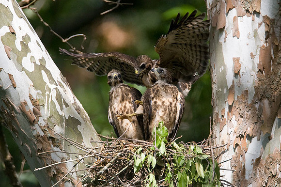Red-shouldered Hawk (Buteo lineatus) juvenile