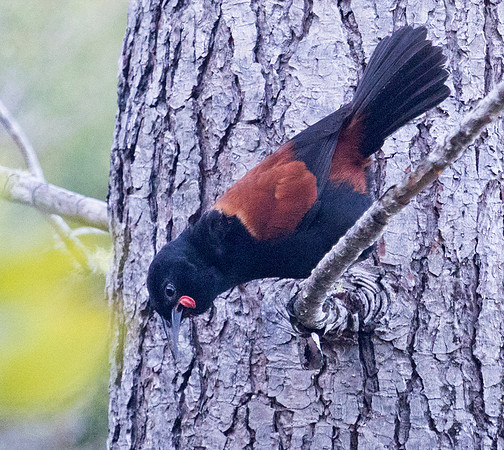 North Island saddleback (Philesturnus rufusater)