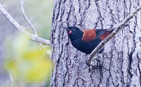 North Island saddleback (Philesturnus rufusater)