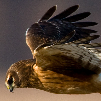 Hen Harrier (Circus cyaneus) also known as Northern Harrier