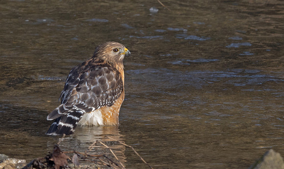 Red-shouldered hawk (Buteo lineatus)