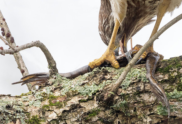 Red-shouldered hawk (Buteo lineatus)