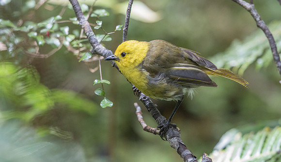 Yellowhead or mōhua (Mohoua ochrocephala)