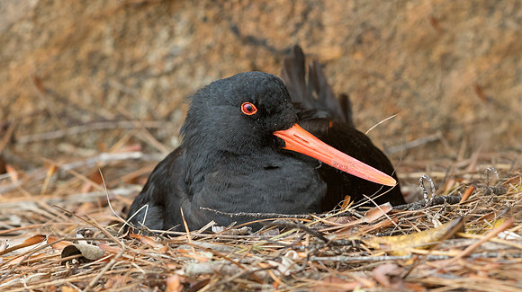 Variable oystercatcher (Haematopus unicolor)