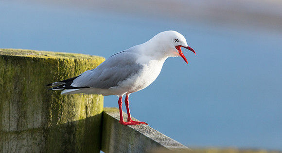 Red-billed gull (Chroicocephalus scopulinus)