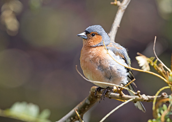 Common chaffinch (Fringilla coelebs) Male