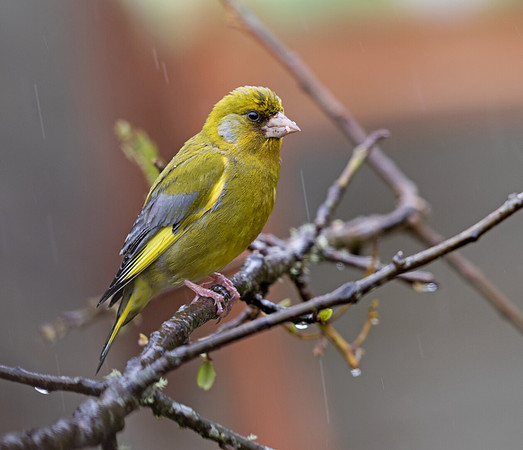 European greenfinch (Chloris chloris) Male