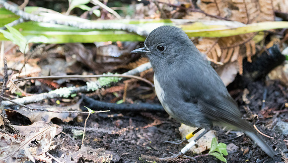 South Island robin (Petroica australis)