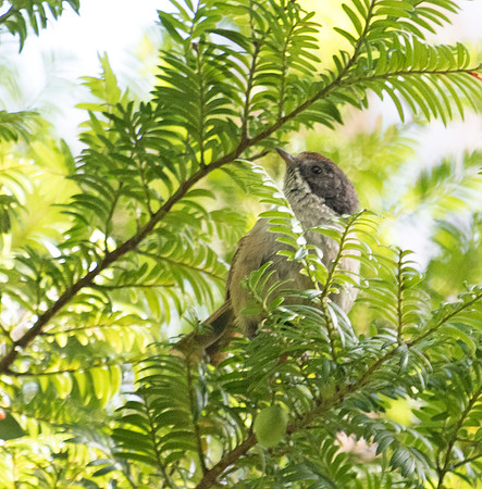 Pipipi (Mohoua novaeseelandiae)