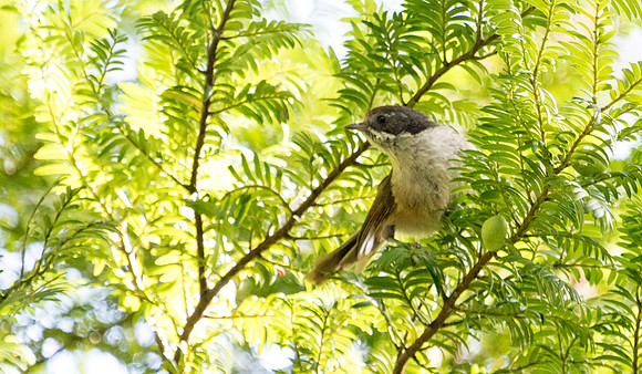 Pipipi (Mohoua novaeseelandiae)